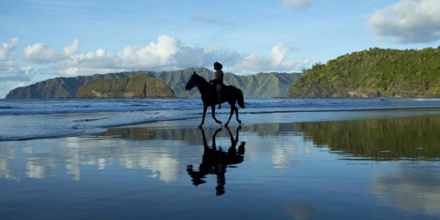 Hiva Oa Cheval Sur La Plage