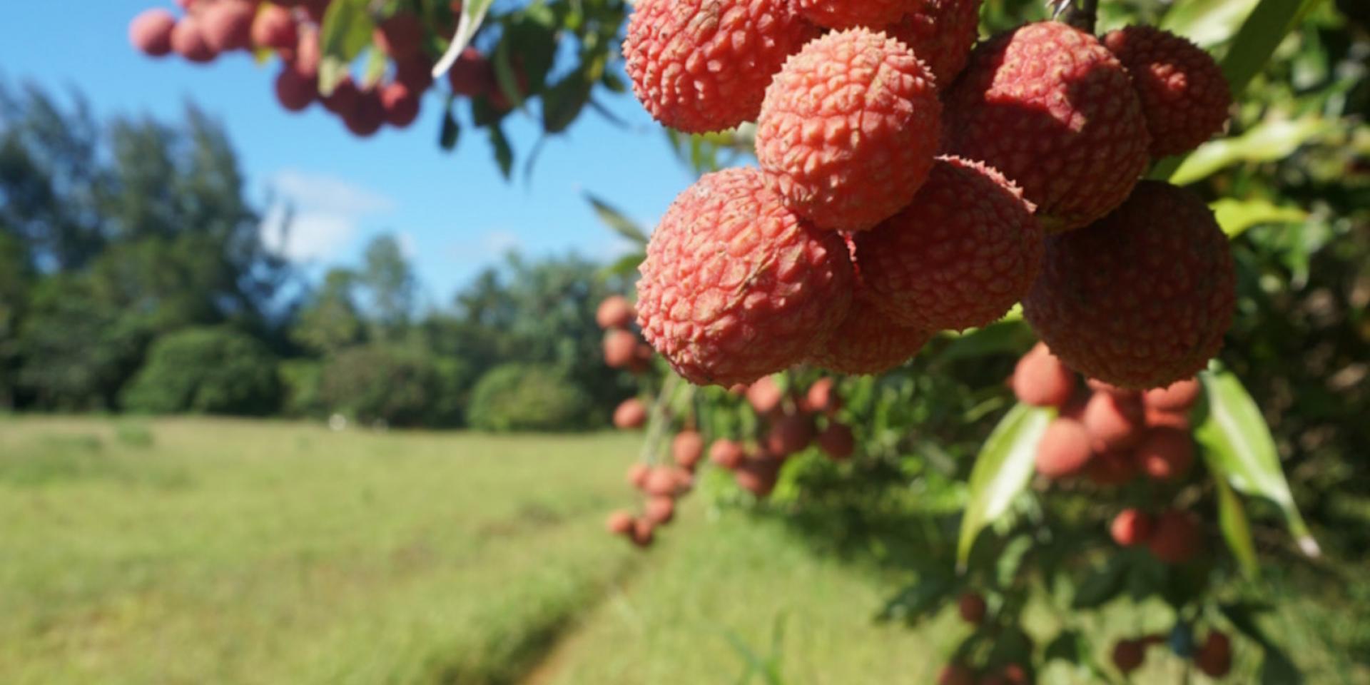 Lychee in Tubuai - Tahiti Tourisme © Léa Parizot