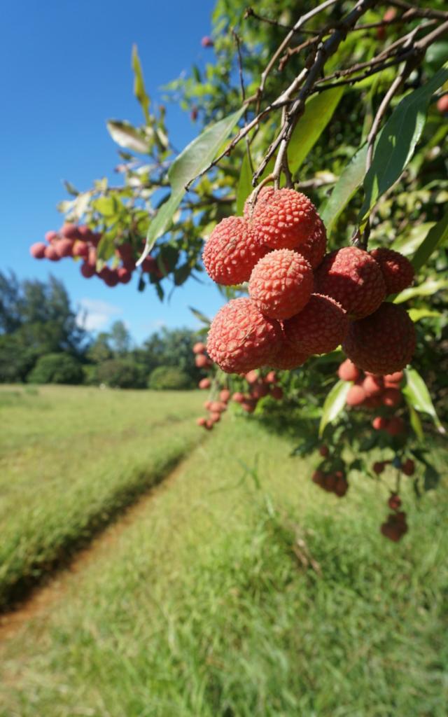 Lychee in Tubuai - Tahiti Tourisme © Léa Parizot