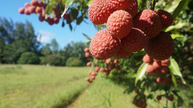 Lychee in Tubuai - Tahiti Tourisme © Léa Parizot