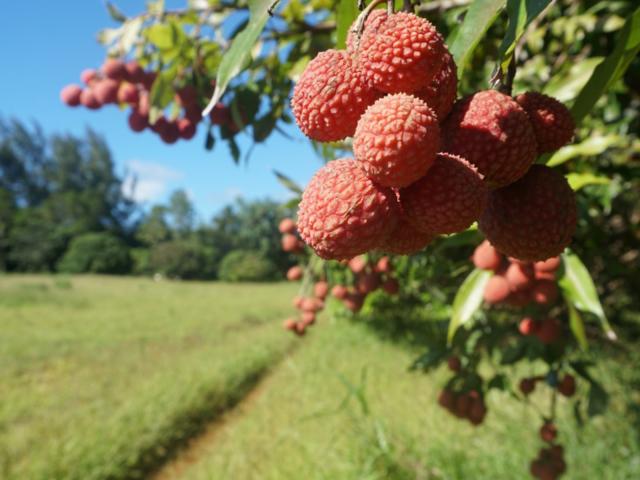 Le Litchi à Tubuai - Tahiti Tourisme © Léa Parizot