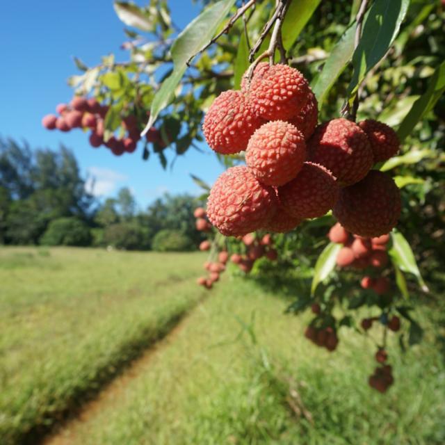 Le Litchi à Tubuai - Tahiti Tourisme © Léa Parizot