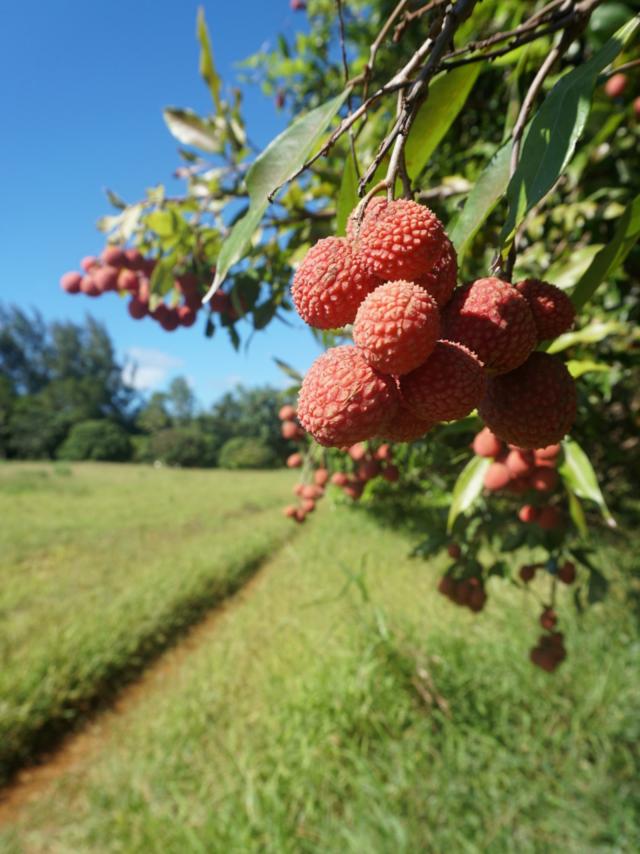 Lychee in Tubuai - Tahiti Tourisme © Léa Parizot