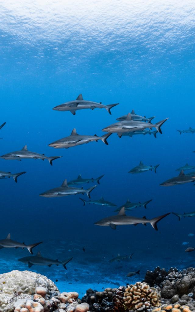 Le Seigneur Des Mers Tuamotu - Tahiti Tourisme © Grégory Lecoeur