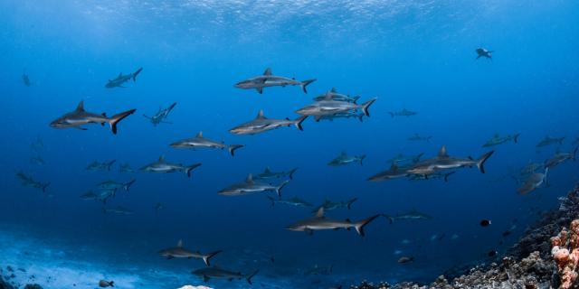 Le Seigneur Des Mers Tuamotu - Tahiti Tourisme © Grégory Lecoeur