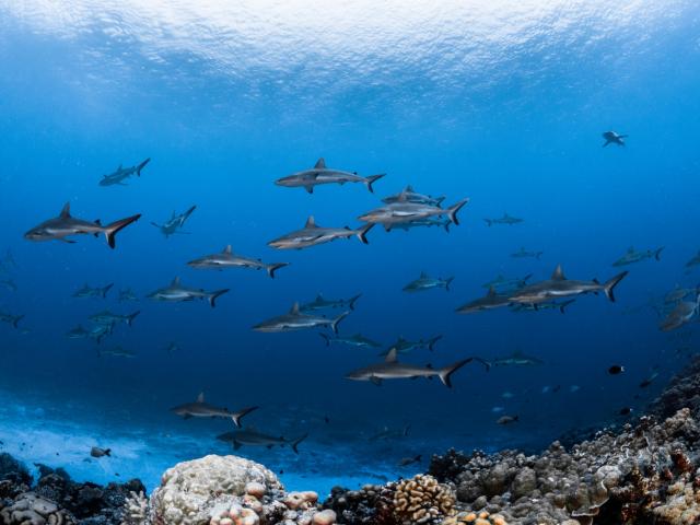 Le Seigneur Des Mers Tuamotu - Tahiti Tourisme © Grégory Lecoeur