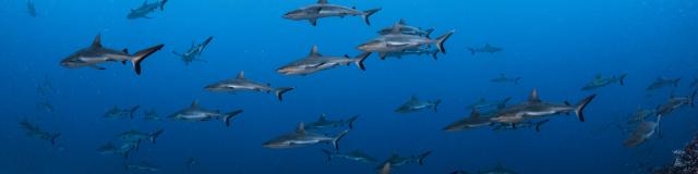 Wall of Sharks Fakarava, Tuamotu Islands