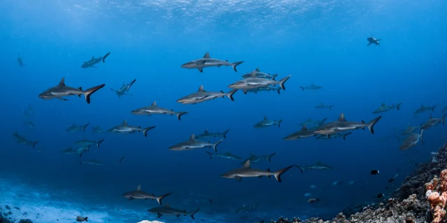 Mur De Requin à Fakarava - Tahiti Tourisme© Grégory Lecoeur