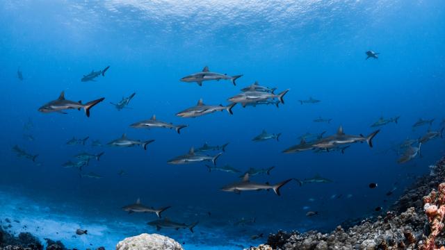 Mur De Requin à Fakarava - Tahiti Tourisme© Grégory Lecoeur