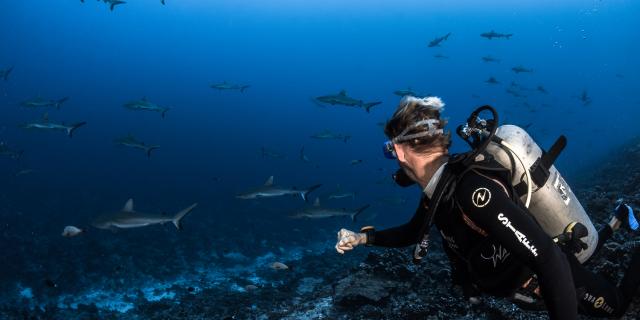 Mur De Requin Tuamotu Fakarava - Tahiti Tourisme © Grégory Lecoeur