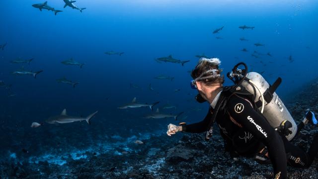 Mur De Requin Tuamotu Fakarava - Tahiti Tourisme © Grégory Lecoeur