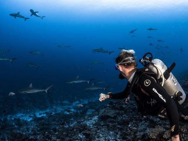 Mur De Requin Tuamotu Fakarava - Tahiti Tourisme © Grégory Lecoeur