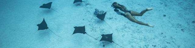 Nager Avec Des Raies Léopard à Tahiti Et Ses Îles © Emmanuel Bouvet