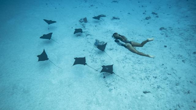 Nager Avec Des Raies Léopard à Tahiti Et Ses Îles © Emmanuel Bouvet