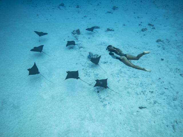 Nager Avec Des Raies Léopard à Tahiti Et Ses Îles © Emmanuel Bouvet