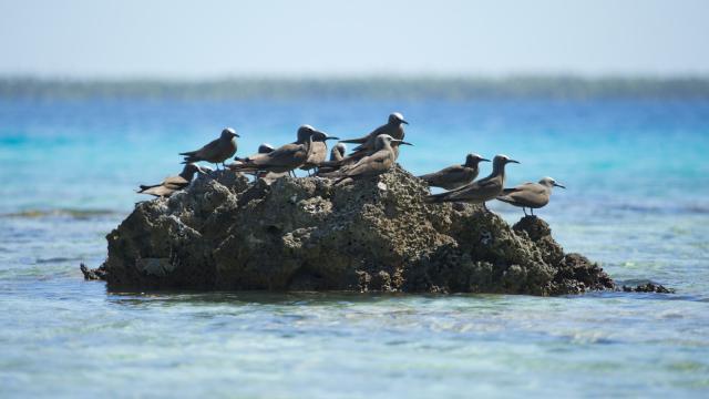 Patate Aux Oiseaux Tikehau - Tahiti Tourisme