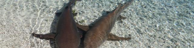 Requins Dans Le Lagon - Tahiti Tourisme © Bernard Rubinstein