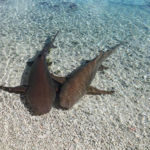 Sharks In The Lagoon - Tahiti Tourisme