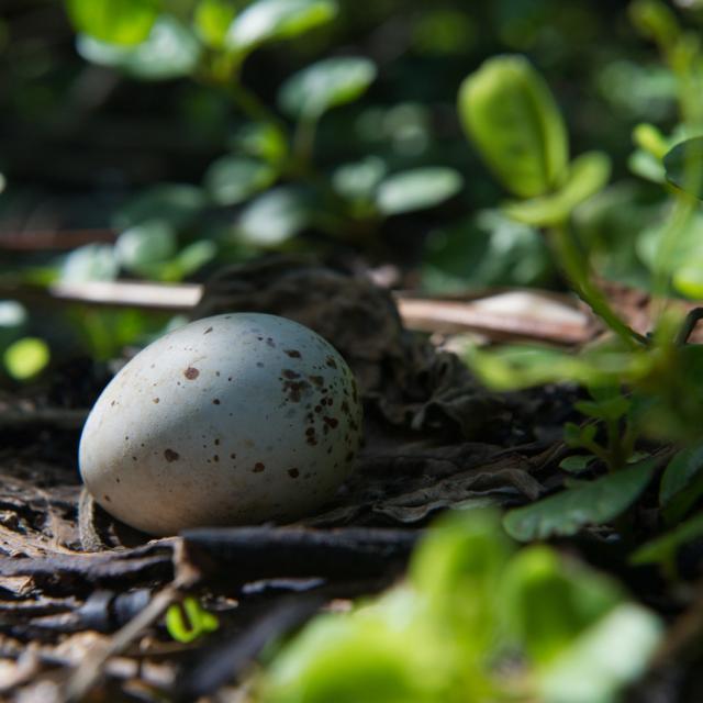 Oeuf d’oiseau de mer