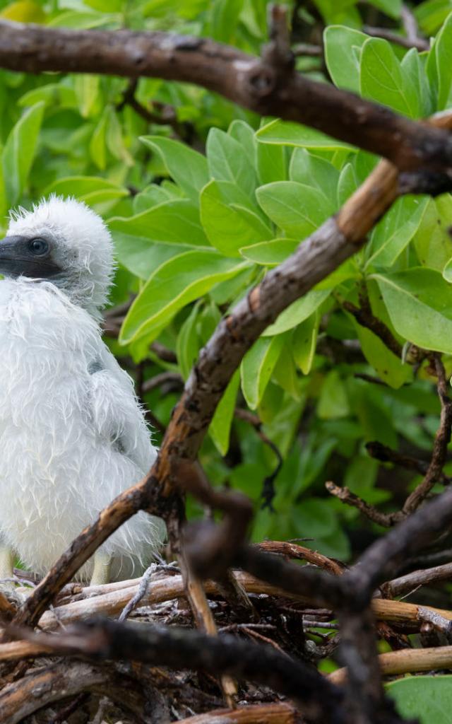 Nid d'oiseau de mer sur un Pisonia grandis