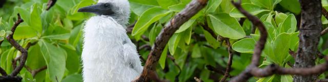 Seabird nest in Pisonia Tree