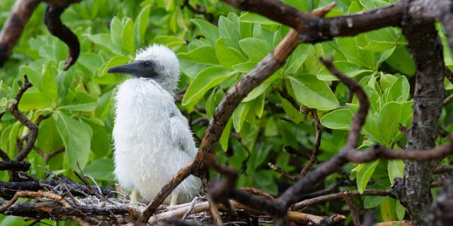 Nid d'oiseau de mer sur un Pisonia grandis