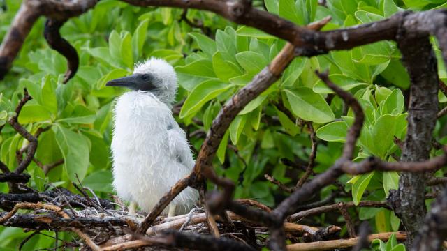 Nid d'oiseau de mer sur un Pisonia grandis