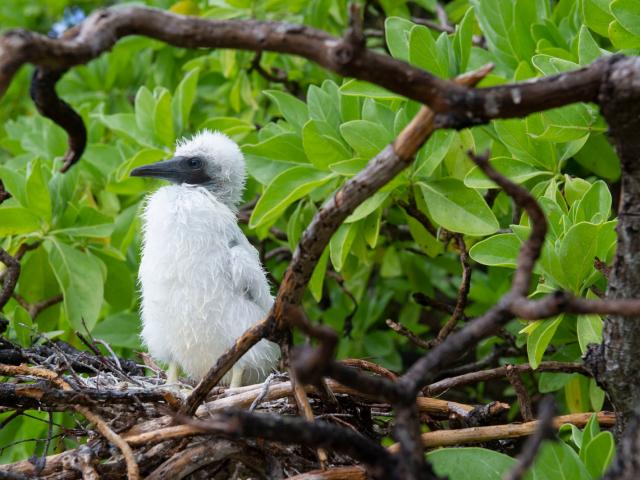 Nid d'oiseau de mer sur un Pisonia grandis