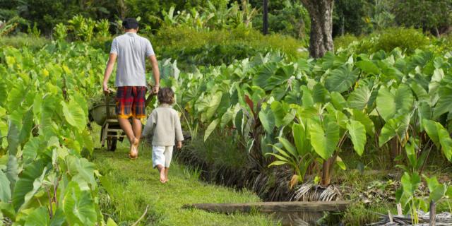 Field of Taro in Rurutu - © Tahiti Tourisme