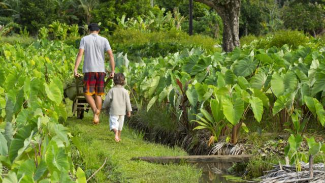 Tarodière à Rurutu - © Tahiti Tourisme