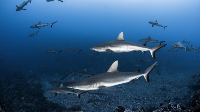 Une Diversité De Requins, Tahiti Tourisme, © Grégory Lecoeur