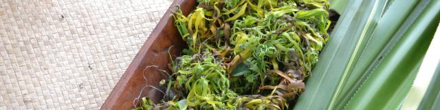 Ylang Ylang © Tahiti Tourisme