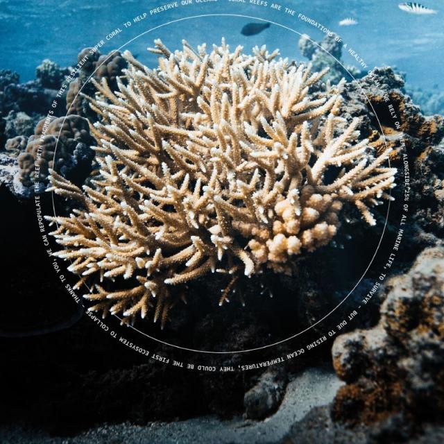 Acropora Muricata © Coral Gardeners