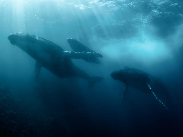 Humpback whales in The Islands of Tahiti