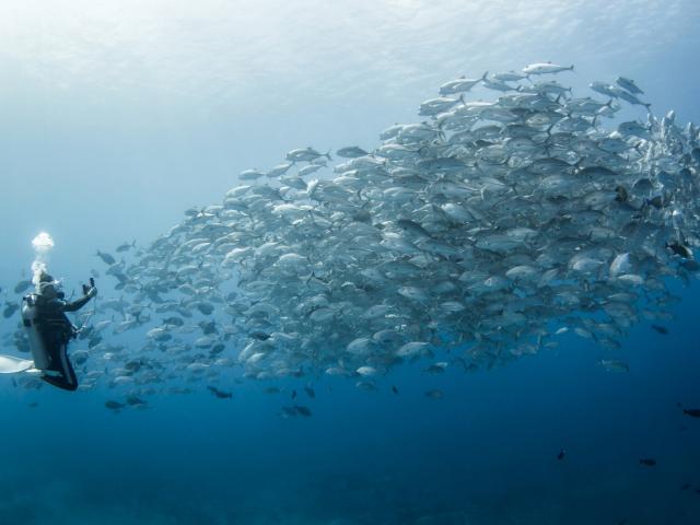 Carangues Aux Gros Yeux Omuri De Rangiroa - ©bernard Beaussier