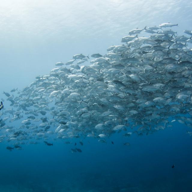 Big-eyed Jackfish Rangiroa