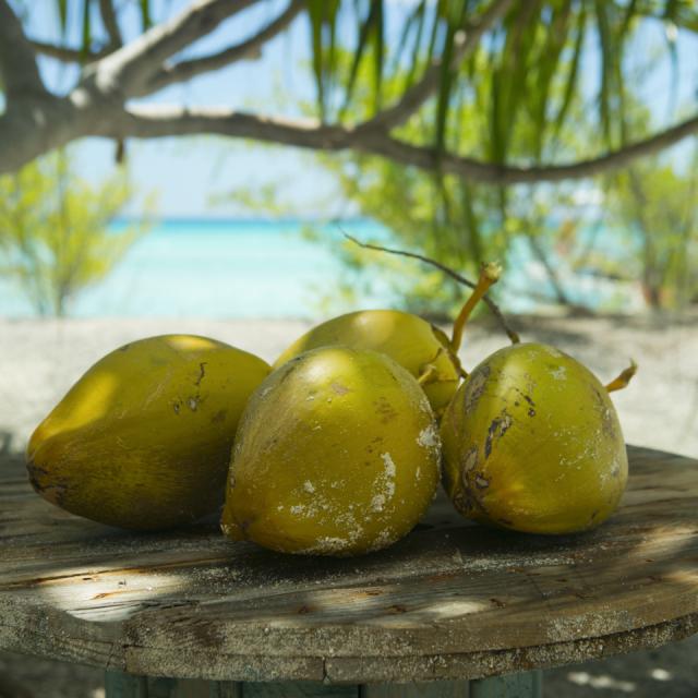 Noix de coco sur une plage de Tikehau - Tahiti Tourisme © Grégoire Le Bacon