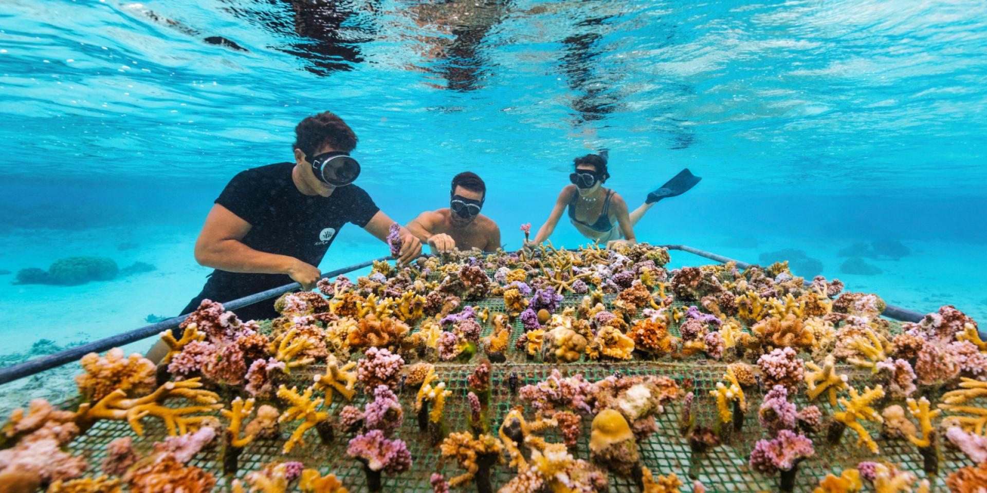  Adopt a coral in Moorea 