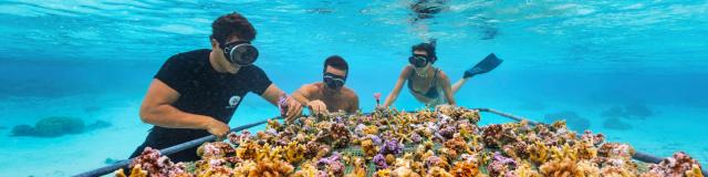 Plateforme de bouturage de coraux de Coral Gardeners - Tahiti Tourisme © Myles Mcguinness