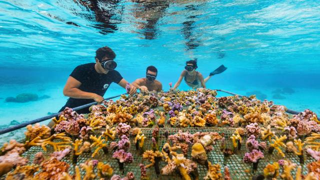 Plateforme de bouturage de coraux de Coral Gardeners - Tahiti Tourisme © Myles Mcguinness