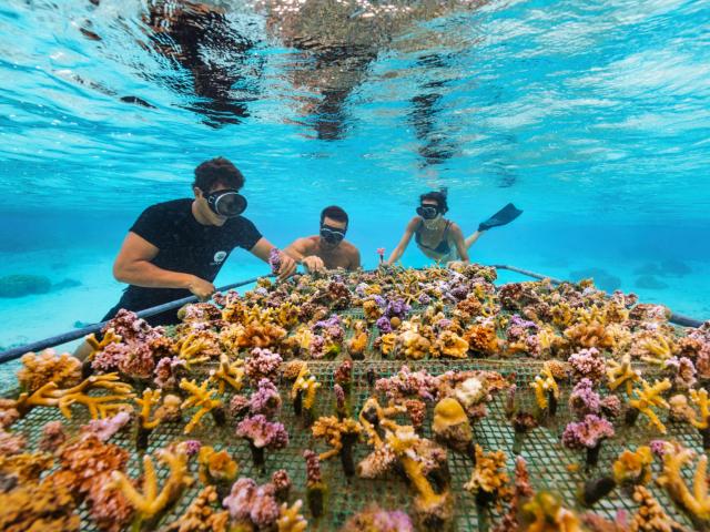 Plateforme de bouturage de coraux de Coral Gardeners - Tahiti Tourisme © Myles Mcguinness