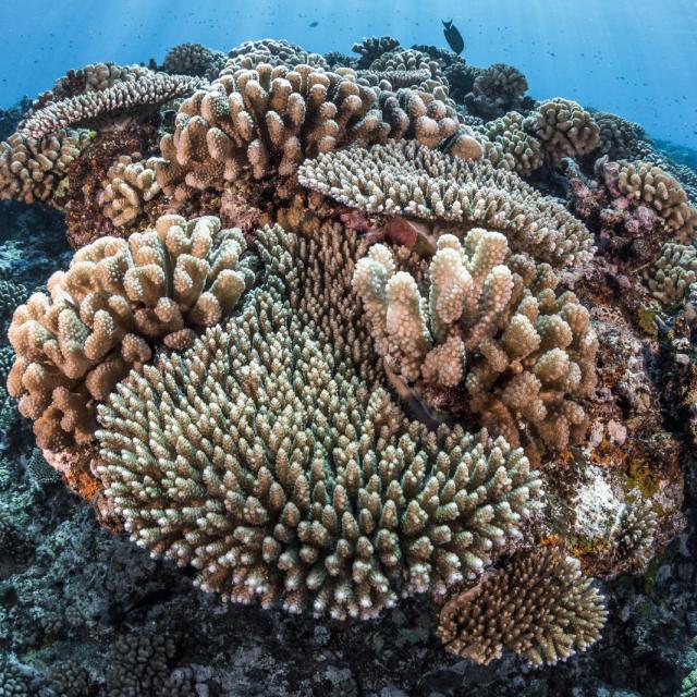 Close-up of coral outcrop