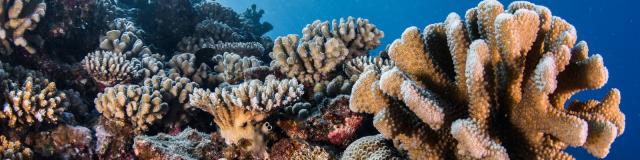 Coraux multicolores - Tahiti Tourisme