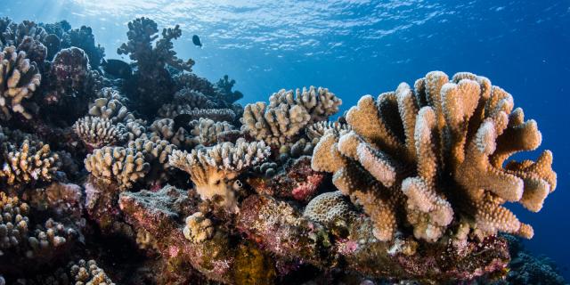 Coraux multicolores - Tahiti Tourisme