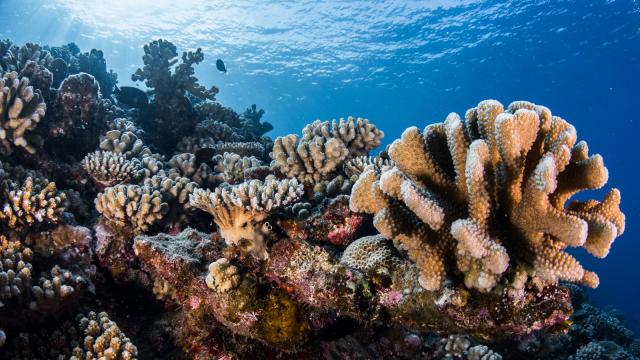 Coraux multicolores - Tahiti Tourisme