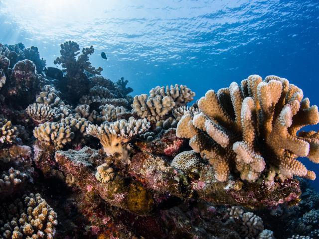 Multicolored coral Tahiti Tourisme © Grégory Lecoeur