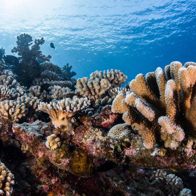 Coraux multicolores - Tahiti Tourisme