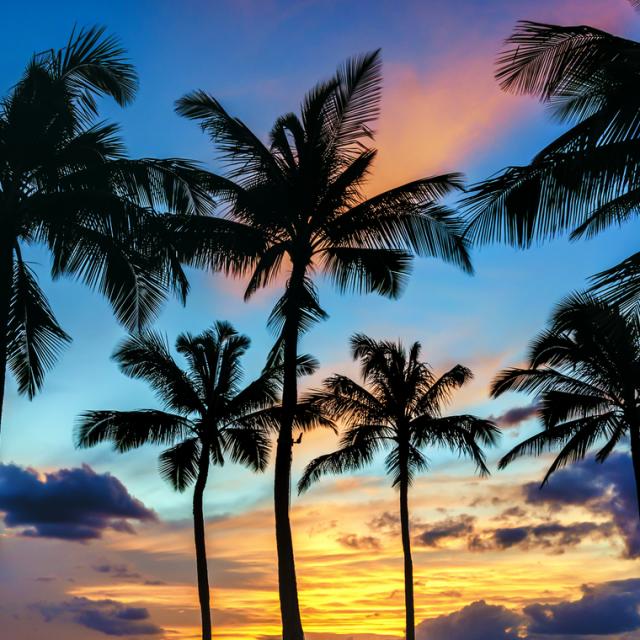 Sunset Behind the Coconut Trees in The Islands of Tahiti