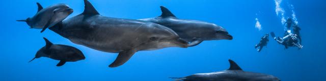 Dauphins Regardant Les Plongeurs - © Grégory Lecoeur