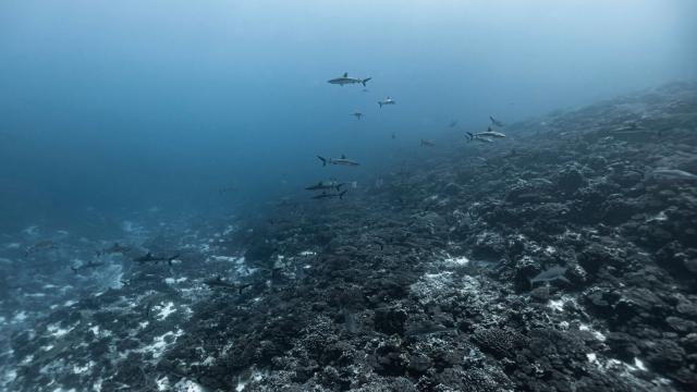 Wall of Sharks in Fakarava